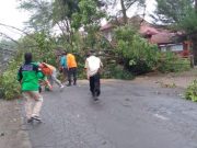 Angin Kencang, Pohon Bertumbangan di Jalan Daendels Kebumen