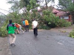 Angin Kencang, Pohon Bertumbangan di Jalan Daendels Kebumen
