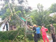 Angin Kencang Akibatkan Beberapa Pohon Tumbang