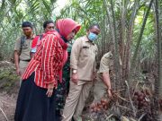 Warga Lereng Merapi Panen Salak dalam Status Siaga