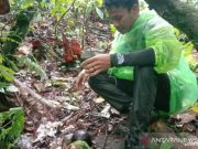5 Bonggol Bunga Rafflesia Arnoldi Gagal Mekar