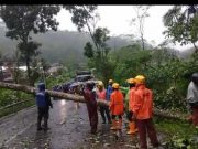 Pohon Tumbang Melintang Jalan, Macetkan Jalur Sapuran-Purworejo