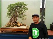 Meraup Untung dari Budidaya Bonsai