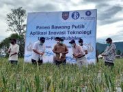 Pertama di Indonesia, Panen Benih Bawang Putih Hasil Inovasi