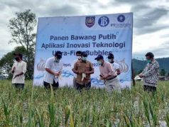 Pertama di Indonesia, Panen Benih Bawang Putih Hasil Inovasi
