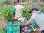 Demi Hutan Lestari, Mandor Tanam KPH Mantingan Rela Jatuh Bangun di Hutan