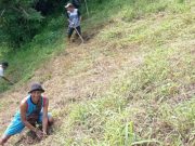 Ramai-Ramai Tanam Trembesi di Lereng Rawan Longsor