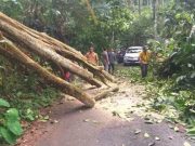 Diterjang Angin Kencang, Pohon Tua Tumbang Timpa Instalasi Listrik