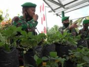 Koramil 17/Lebakbarang Jadi Percontohan Budidaya Tanaman Hidroponik