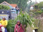 Aktivitas Merapi Meningkat, Warga Batasi ‘Jam Kerja’ di Ladang