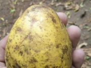 Kedondong Karimunjawa, Buah Super Jumbo Asli Pulau Parang