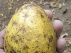 Kedondong Karimunjawa, Buah Super Jumbo Asli Pulau Parang