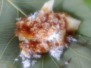 Getuk Lilis Laris Manis Ditengah Pandemi