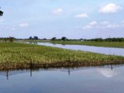 Petani Kudus Korban Banjir Segera Dapat Klaim Ganti Rugi