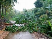 Tragis, Seorang Nenek Tewas Tertimpa Pohon yang Teraliri Setrum Listrik