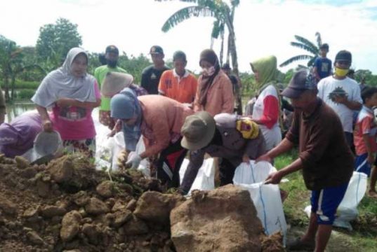 Warga Ringinkidul Gubug Kerja Bakti Tutup Tanggul Antisipasi Longsor Bantaran Sungai Tuntang