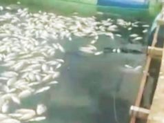 Angin Kencang Mengaduk Danau Maninjau, Ribuan Nila Mati