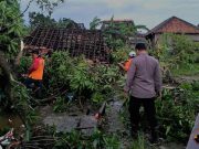 Warga Demak Masih Trauma, Hujan Lebat Disertai Puting Beliung Mengakibatkan Satu Rumah Roboh dan 170 lainnya Rusak Parah