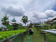 Cara menanam sayur hidroponik di pekarangan rumah