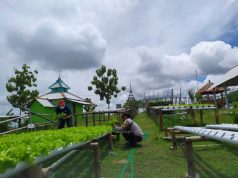 Cara menanam sayur hidroponik di pekarangan rumah