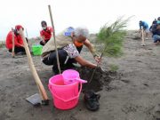 Ganjar Antusias Tanam Cemara Laut di Pantai Kendal