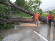Dua Rumah Warga Rusak Tertimpa Pohon
