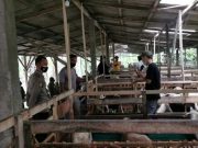 Personel Polres Pemalang Kembangkan Minat Berternak, Jelang Purna Tugas