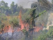 91 Titik Api Ditemukan di Enam Kabupaten/Kota di Riau