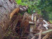 Pohon Purba Tempat Ratu Kalinyamat Bertapa Roboh, Bagaimanakah Nasib Cungkup Petilasan Ratu?