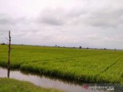 Ribuan Hektare Lahan Padi Terancam Gagal Panen Akibat Banjir