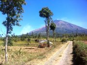 Temanggung Programkan ‘Sabuk Gunung’ Hutan Desa