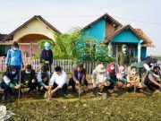 KKN Unissula Tanam 1000 Mangrove di Gemulak