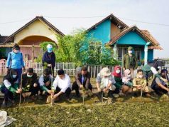 KKN Unissula Tanam 1000 Mangrove di Gemulak