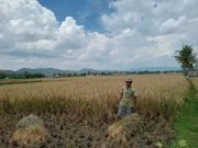 Petani Kebumen Panen Raya, Harga Gabah Anjlok Rp 380.000/Kuintal