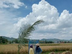 Petani Kebumen Diimbau Tunda Jual Gabah, Bulog akan Serap Beras Lokal