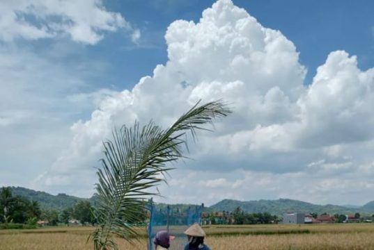 Petani Kebumen Diimbau Tunda Jual Gabah, Bulog akan Serap Beras Lokal