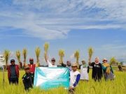 Fakultas Pertanian UMNU Kebumen Kenalkan Varietas Padi Penangkal Stunting
