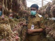 Bupati Magelang Bersama Kelompok Tani Sri Rejeki Lakukan Panen Raya Bawang Merah