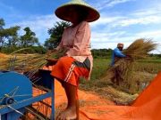 Petani di Tegal Tolak Impor Beras