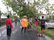 Hujan Angin di Kabupaten Grobogan Akibatkan Pohon Tumbang dan Seorang Tewas Tersengat Listrik