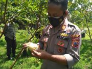 Petani di Kradenan, Kembangkan Usaha Agro Wisata Jambu Kristal, Ditengah Pandemi Covid-19
