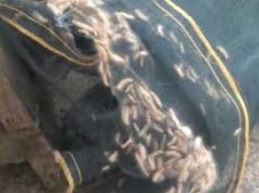 Ribuan Ulat Bulu Teror Pemukiman Warga di Kudus