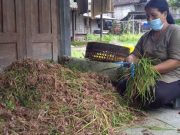 Petani Desa Banyusidi Pakis Bertekad Kembalikan Kejayaan Bawang Merah