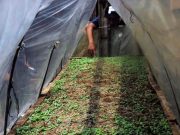 Petani Tembakau di Temanggung Mulai Semai Bibit Benih Tembakau