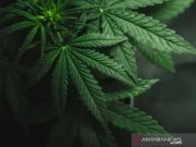 New York Legalkan Ganja untuk Kesenangan