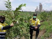Semen Gresik Sahabat Petani Gelar Panen Raya Jagung dan Padi Gogo