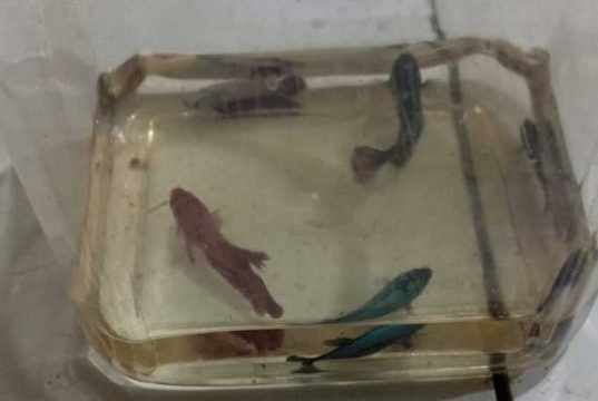 Ditangkap Polisi, Tawarkan Ikan Cupang Melalui Media Daring