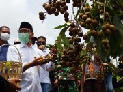 Potensi Pengembangan Buah Kelengkeng di Temanggung Sangat Bagus