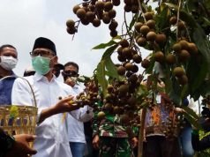 Potensi Pengembangan Buah Kelengkeng di Temanggung Sangat Bagus