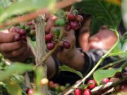 Petani di Pakis Tanam Kopi di Antara Tanaman Sayuran
